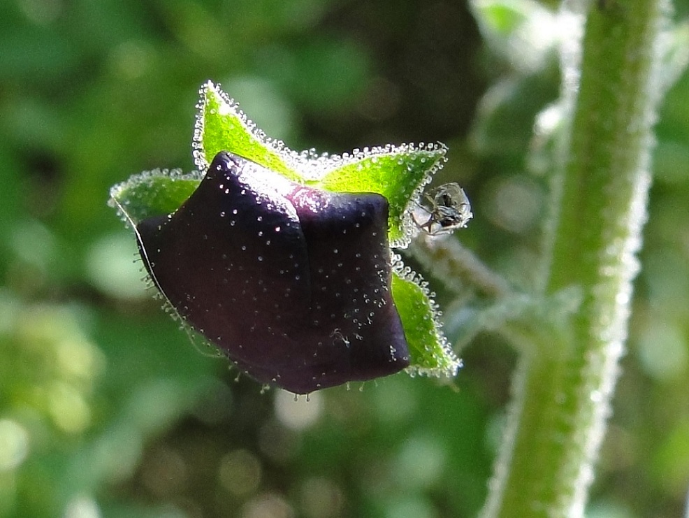 Verbascum phoeniceum / Verbasco porporino